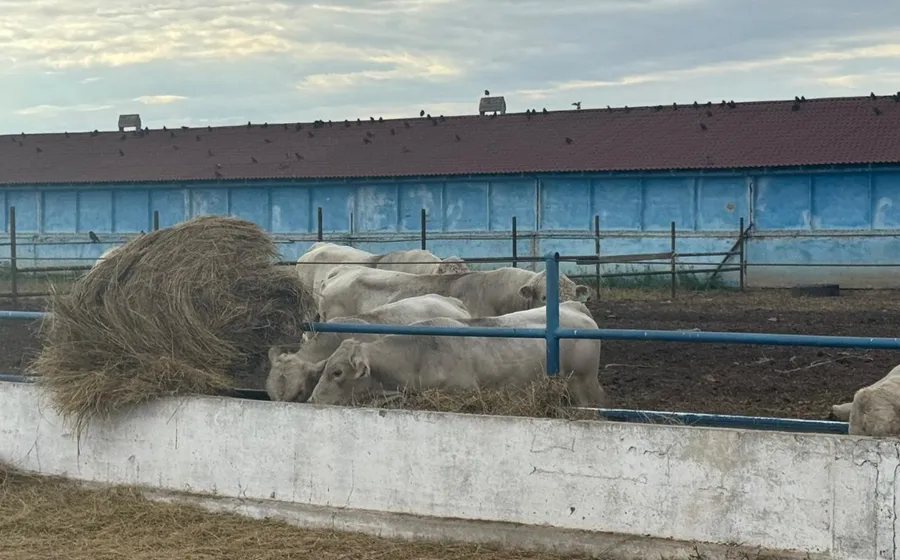 Бычки у кормового стола с сеном на площадке DosAgros