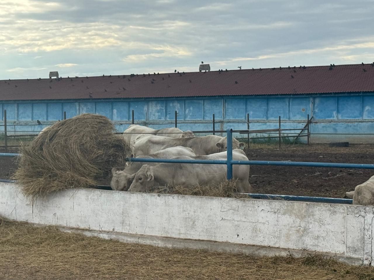 Бычки у кормового стола с сеном на площадке DosAgros