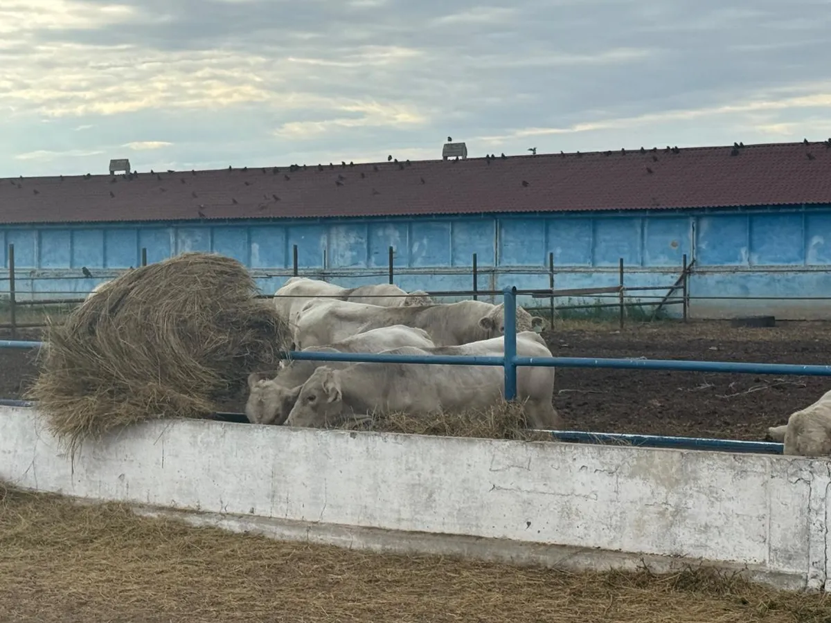 Бычки у кормового стола с сеном на площадке DosAgros