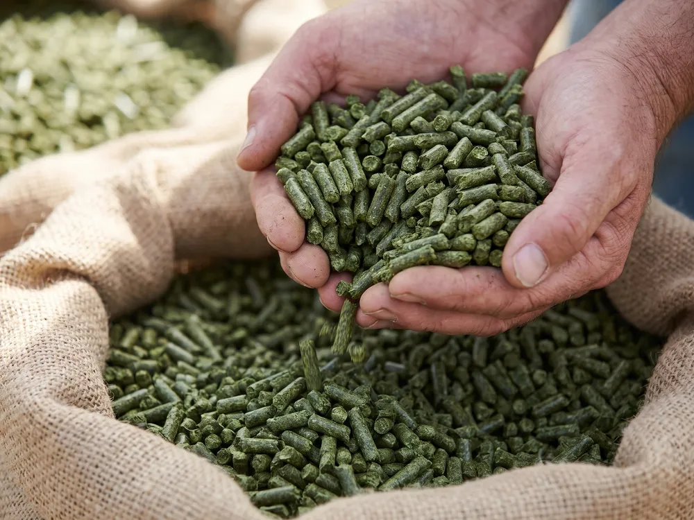 Гранулы из люцерны в ладонях над мешком