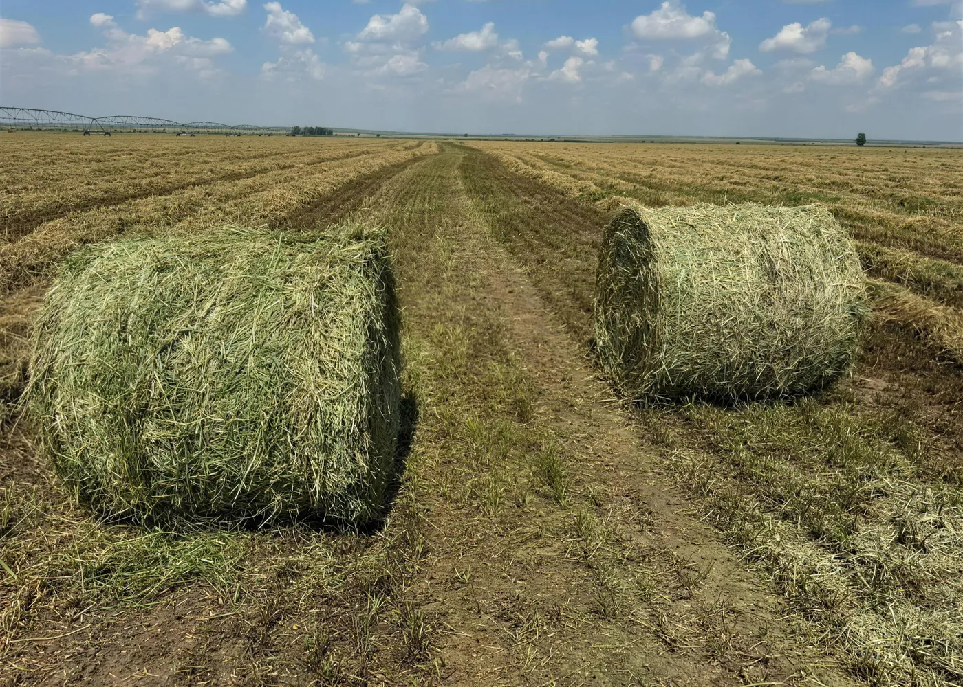 Свежие рулоны люцерны крупным планом на скошенном поле