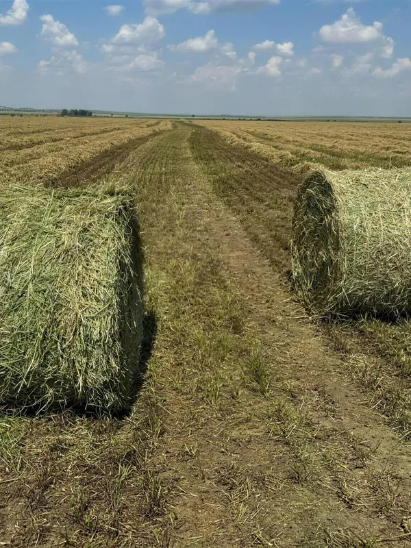 Свежие рулоны люцерны крупным планом на скошенном поле